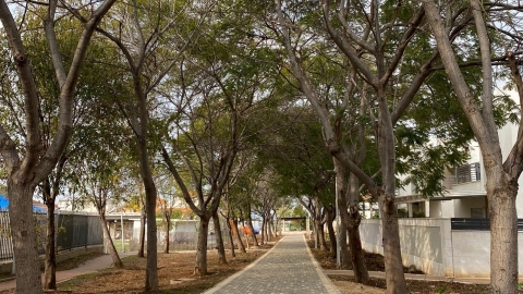 בקרוב עוד רחובות מוצללים בעפולה.jpg